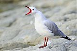 Silver Gull